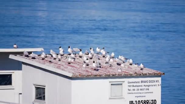 Seagull Bird Roof Raft River — Stock Video