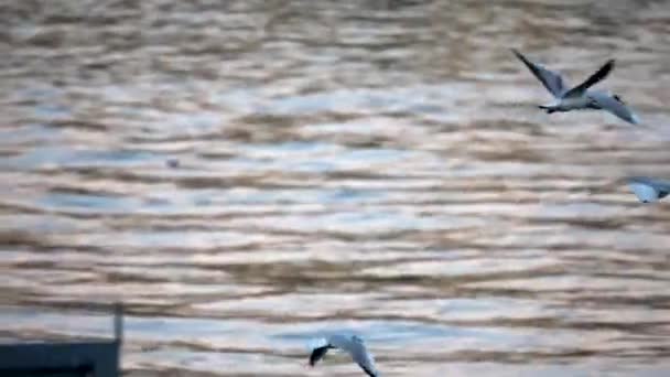 Gaviotas Volando Sobre Río Ciudad — Vídeo de stock