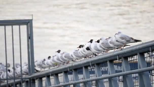 カモメは川のほとりの柵の上に立ち — ストック動画