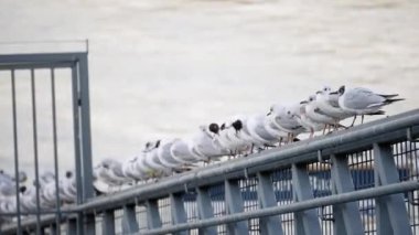 Martılar nehir kenarındaki bir çitin üzerinde kuyrukta bekliyor.