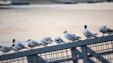 Martılar nehir kenarındaki bir çitin üzerinde kuyrukta bekliyor.