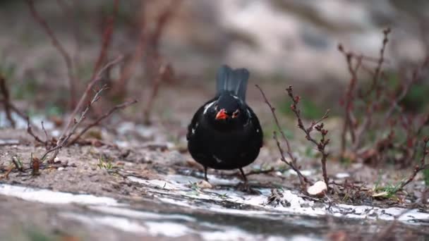 Черная Птица Turdus Merula Оранжевым Маячком Стоит Земле Ест Лед — стоковое видео