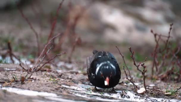 Černý Pták Turdus Merula Oranžovým Zobákem Stojí Zemi Led — Stock video