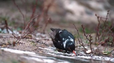 Turuncu gagalı siyah bir kuş olan Turdus Merula yerde duruyor ve buz yiyor.