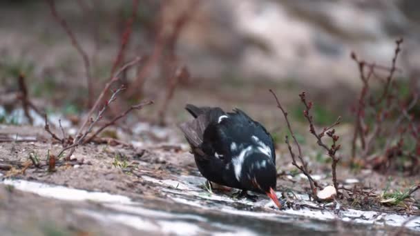 Pássaro Preto Turdus Merula Com Bico Laranja Fica Chão Come — Vídeo de Stock