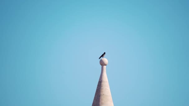 Uccello Gazza Trova Cima Alla Torre Una Giornata Sole Cielo — Video Stock