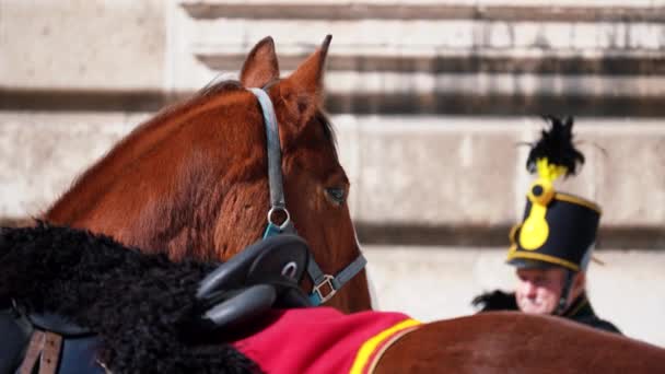 Police Horse Focus Watches Soldier Shifts Focus Him — Vídeos de Stock