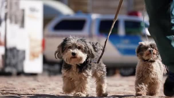 Dos Perros Caminan Con Una Correa Afuera Durante Día — Vídeos de Stock