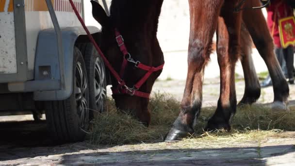 Cavalo Marrom Polícia Amarrado Rédeas Come Grama — Vídeo de Stock