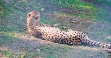Biri uzun vücutlu bir leopar çimenlerin üzerinde yatar ve dinlenir.