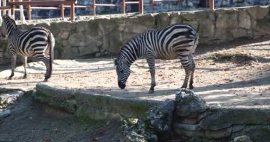 Dişi ve yavru zürafalar çiftlikte oynuyorlar.