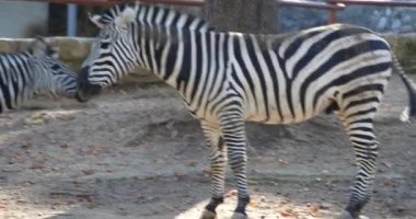 Anne dişlerini gösterirken zebra ve yavrusu öpüşüp oynaşıyor.