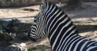 3: Güzel siyah beyaz zebra. Yakından yelesi büyük.