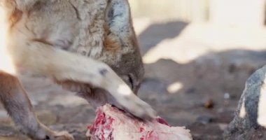 Bir parça eti yiyen ve dişleriyle parçalayan bir kurt.