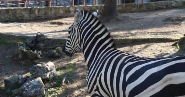 Egy Gyönyörű Fekete Fehér Zebra Egy Nagy Sörény Közelről — Stock videók