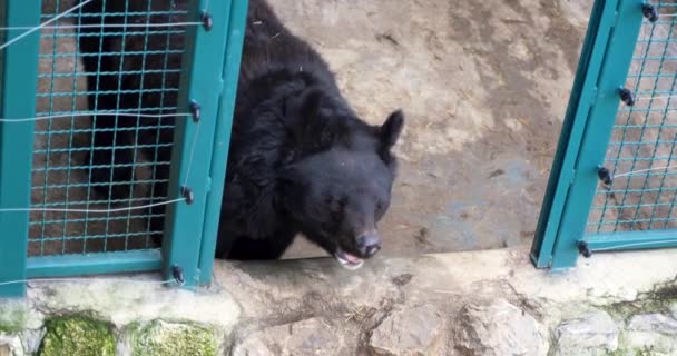Duży Czarny Niedźwiedź Klatce Zrobione Hibernacji Wiosnę — Wideo stockowe