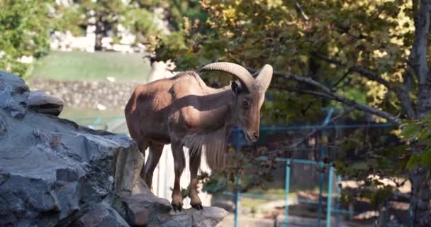 Large Specimen Brown Goat Large Sharp Horns Stands Rock — Stock Video
