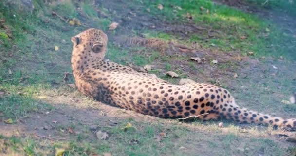 1長い体のヒョウが草の上に横になり — ストック動画