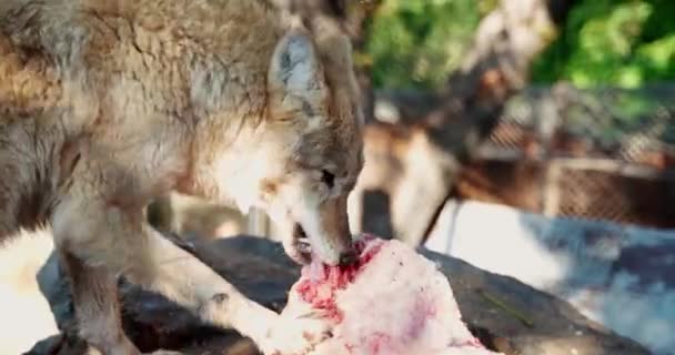 Ein Wolf Der Ein Stück Fleisch Frisst Und Mit Den — Stockvideo