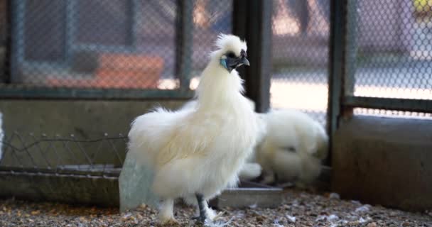 Silkie Also Known Silky Chinese Silk Chicken Cleans Its White — стоковое видео