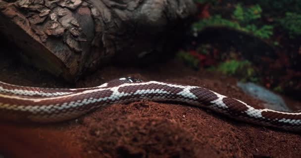 Una Serpiente Blanca Marrón Junto Árbol Acuario Detrás Del Vidrio — Vídeo de stock