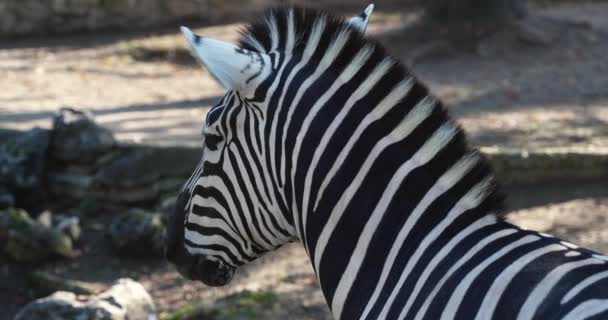 Una Bella Zebra Bianco Nero Con Una Grande Criniera Vicino — Video Stock