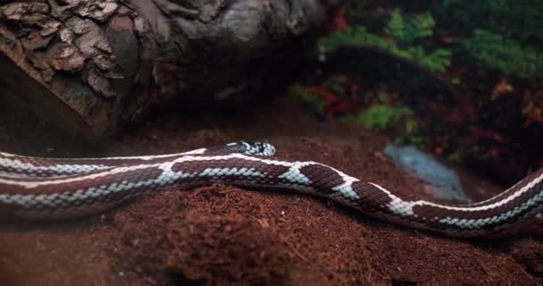 在玻璃杯后的水族馆的一棵树旁 一条褐色的白色蛇 — 图库视频影像