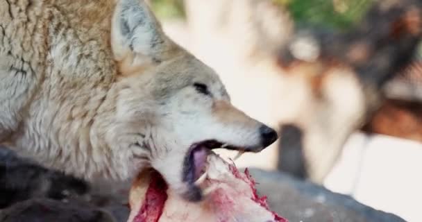 Wolf Eats Piece Meat Tears Its Teeth — ストック動画