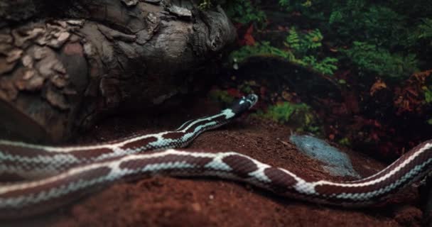 ガラスの後ろの水族館の木の横にある茶色の白いヘビ4 — ストック動画