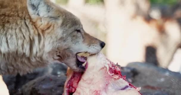 Wolf Eats Piece Meat Tears Its Teeth — Stock Video