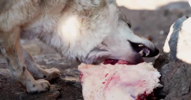 Ein Wolf Der Ein Stück Fleisch Frisst Und Mit Den — Stockvideo