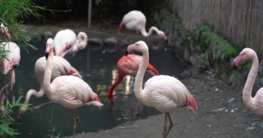 Suyun kenarında büyük gagalı pembe ve turuncu flamingo sürüsü