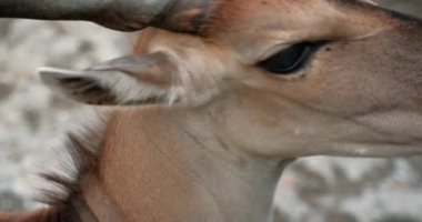 Keskin boynuzlu 1 antilop yakından vurulmuş.