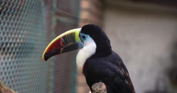 Tukan Papagei Mit Einem Großen Bunten Schnabel Namens Ramphastidae — Stockvideo
