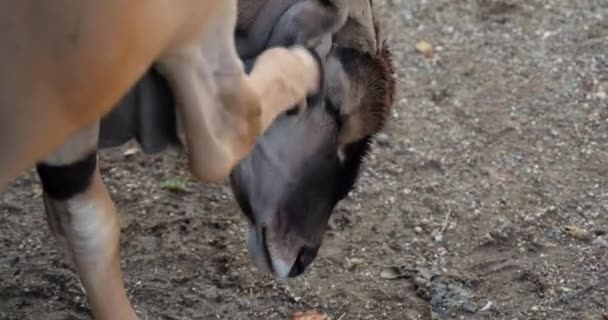 Bir Antilop Toynağıyla Kulağını Kaşır — Stok video