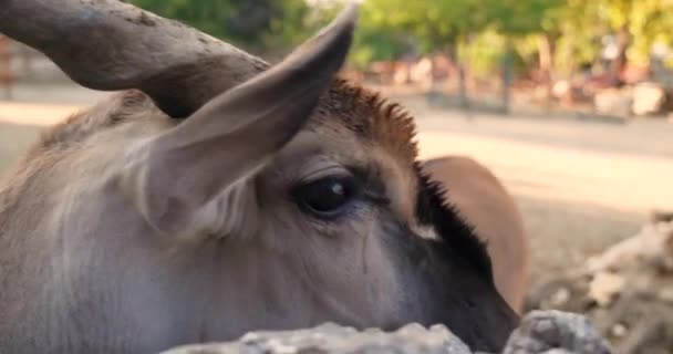 Antílope Que Busca Atención Captura Alimentos Los Seres Humanos — Vídeo de stock