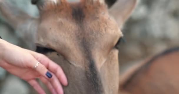 Een Antilope Die Een Man Aanraakt Streelt Met Zijn Hand — Stockvideo