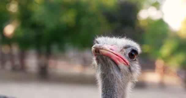 Een Geïsoleerde Struisvogelkop Met Grote Ogen Een Rode Snavel — Stockvideo