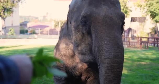 Elefante Come Hojas Con Tronco Toma Comida Manos Humanas — Vídeo de stock