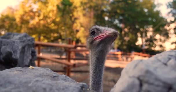 Struisvogelkop Van Dichtbij Natuurlijke Habitat — Stockvideo