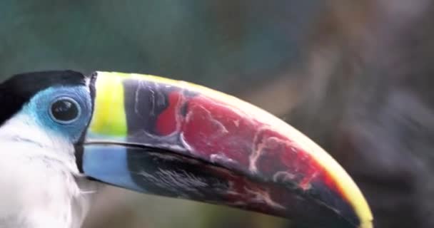 Ein Tukan Papagei Mit Einem Großen Bunten Schnabel Namens Ramphastidae — Stockvideo