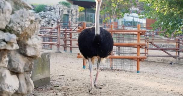 Strauß Auf Einer Öko Farm Zoo — Stockvideo