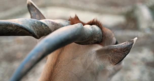 Antilope Met Scherpe Hoorns Van Dichtbij Geschoten — Stockvideo