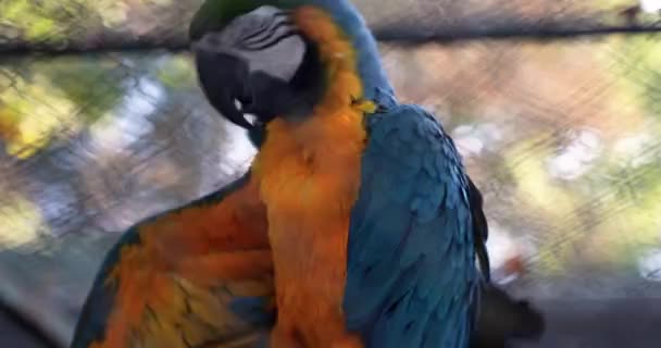 一只美丽的大鹦鹉 长着蓝橙色的羽毛 长着尖尖的大喙 栖息在枝条上 非常简朴 — 图库视频影像