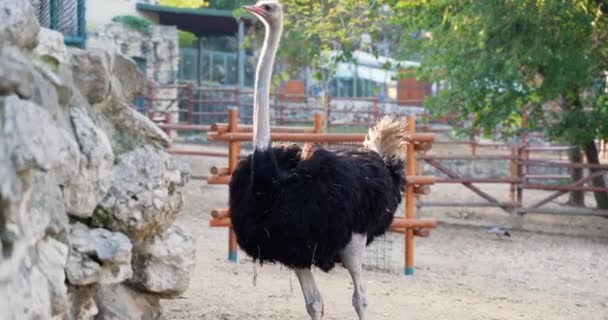 Ostrich Eco Farm Zoo — ストック動画