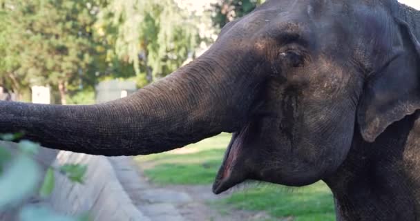 Elefante Come Folhas Com Tronco Agarra Comida Mãos Humanas — Vídeo de Stock