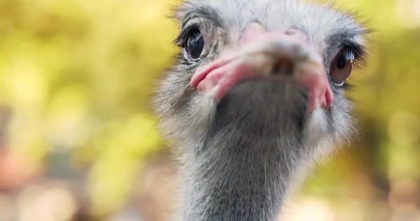 Een Geïsoleerde Struisvogelkop Met Grote Ogen Een Rode Snavel — Stockvideo