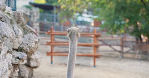 Strutsar Ekologisk Gård Zoo — Stockvideo