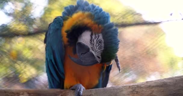 Красивый Большой Попугай Ара Сине Оранжевыми Перьями Большой Острый Клюв — стоковое видео