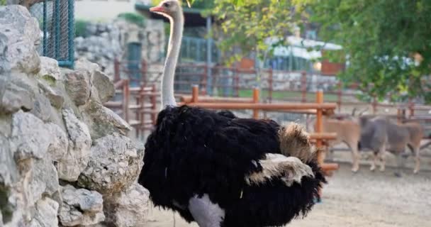 Ekor Burung Unta Sebuah Peternakan Eco Kebun Binatang — Stok Video